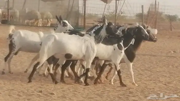 ماعز بيشيات كحل ومرخ جنب دفيع فاخرة 20