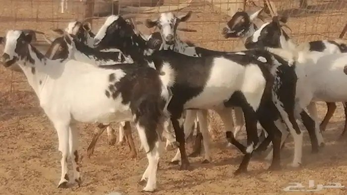 ماعز بيشيات كحل ومرخ جنب دفيع فاخرة 5