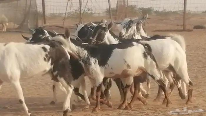 ماعز بيشيات كحل ومرخ جنب دفيع فاخرة 22