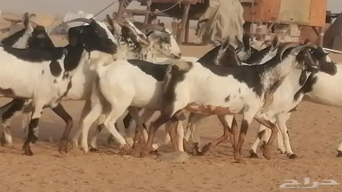 ماعز بيشيات كحل ومرخ جنب دفيع فاخرة 13
