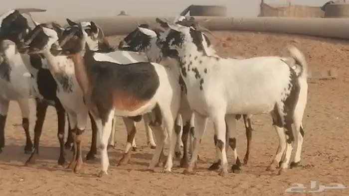 ماعز بيشيات كحل ومرخ جنب دفيع فاخرة 26