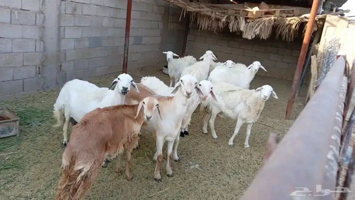 فحل سواكني 0
