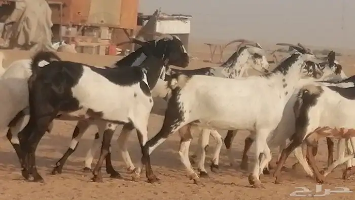 ماعز بيشيات كحل ومرخ جنب دفيع فاخرة 9
