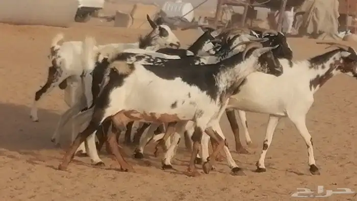 ماعز بيشيات كحل ومرخ جنب دفيع فاخرة 6