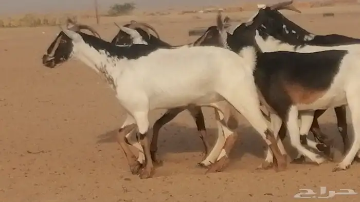 ماعز بيشيات كحل ومرخ جنب دفيع فاخرة 15