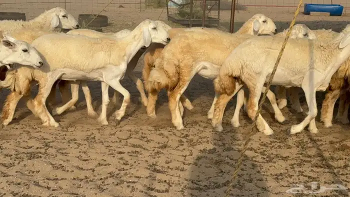 غنم حريات حرش رخال 7