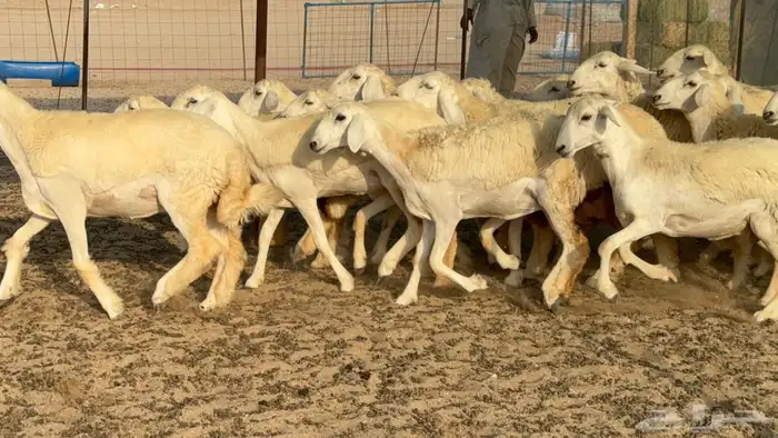 غنم حريات حرش رخال 2