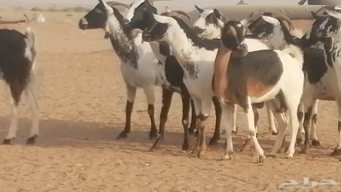 ماعز بيشيات كحل ومرخ جنب دفيع فاخرة 24