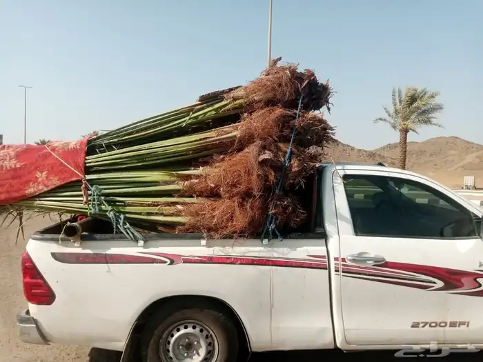 يوجد لدينا نخل للبيع علا جميع المقاسات وسعار مناسبة ونوايع 5