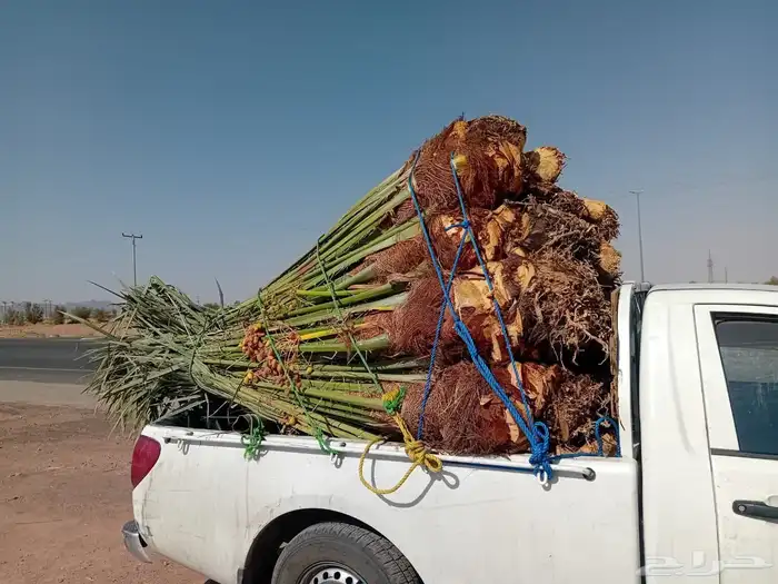 نخل اللبيع جميع أنواعه 9