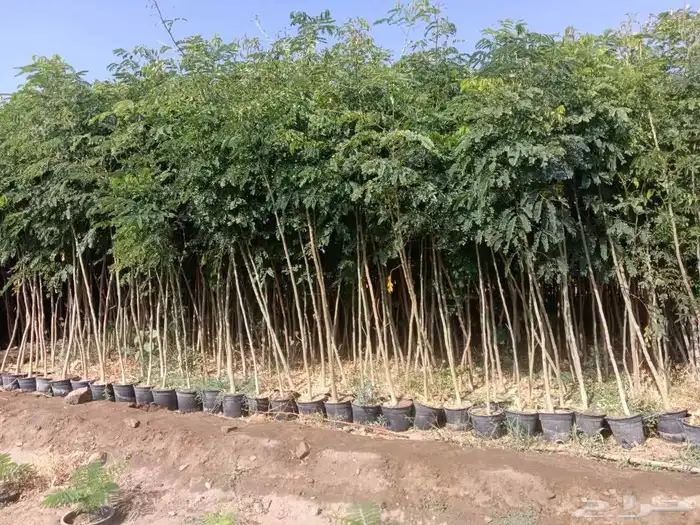نخيل الأشجار العشب الطبيعي الزهور توريد وتنفيذ 6