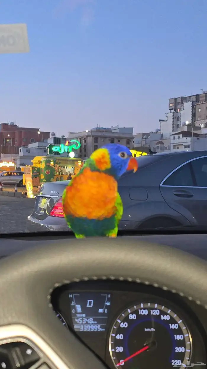 ببغاء لوري مفقود 3