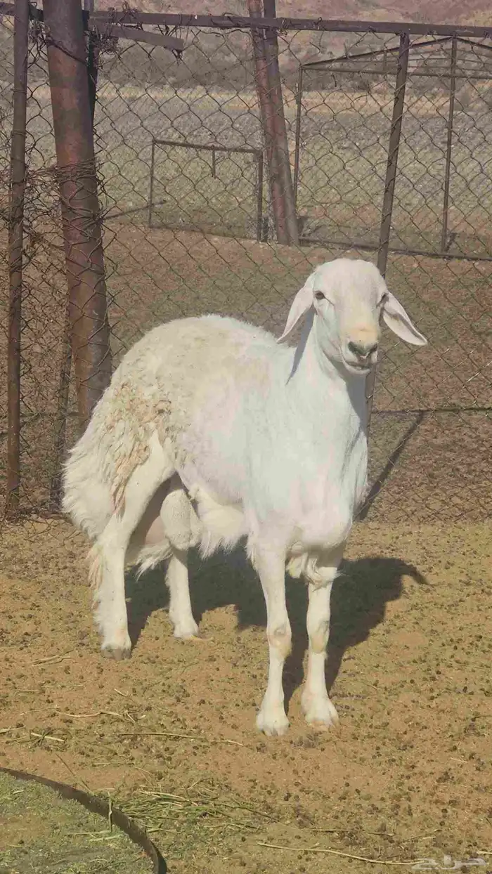 مشروع فحل 3