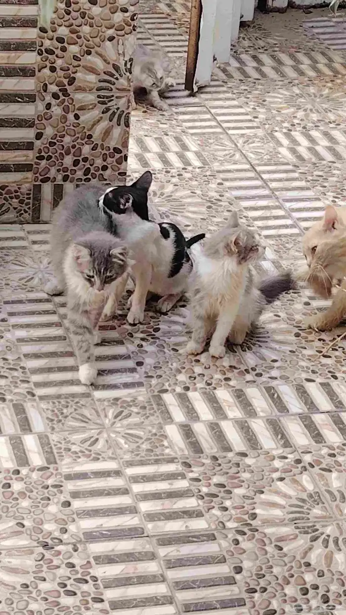 قطط تبني 0