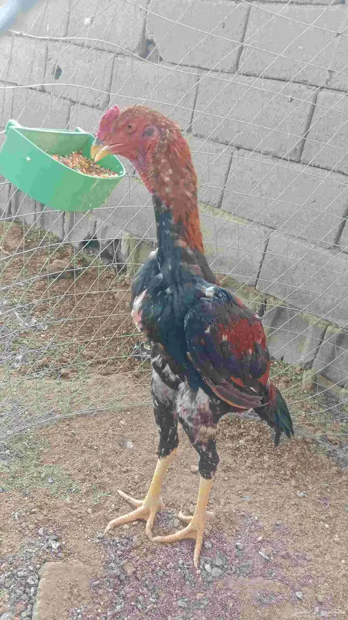 سلام عليكم عرض ديك شامو ياباني عمر تقريبا 6شهر طول 3 بلكات 1