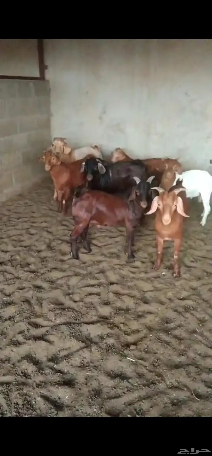 تيوس جنوبيه ذبح او تفحيل 4