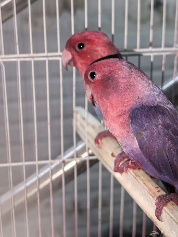 جوز روز وردي منتج شرط 0