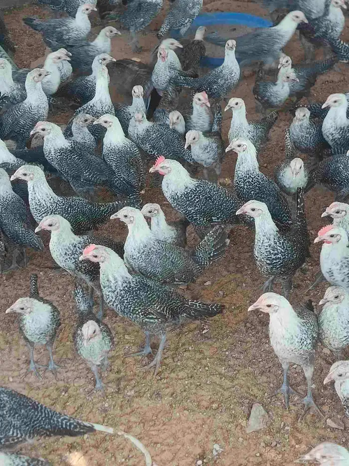 سيتم بيع هذه الدجاجات في عمر 3 أشهر. 0