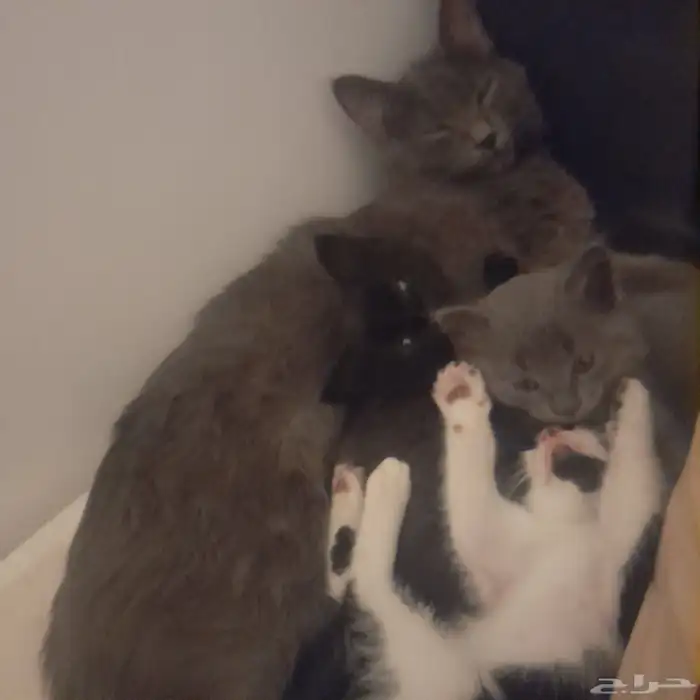 قطط 4