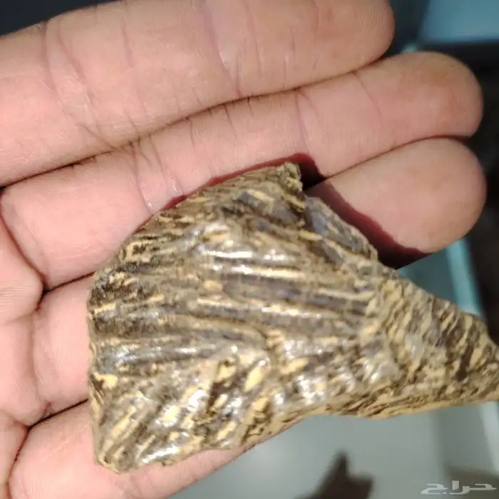 عرض لفترة محدوده كلمنتان طبيعي محسن بيوور فاخر( ثبات وجوده) 2