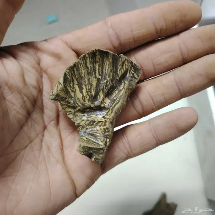 عرض لفترة محدوده كلمنتان طبيعي محسن بيوور فاخر( ثبات وجوده) 0