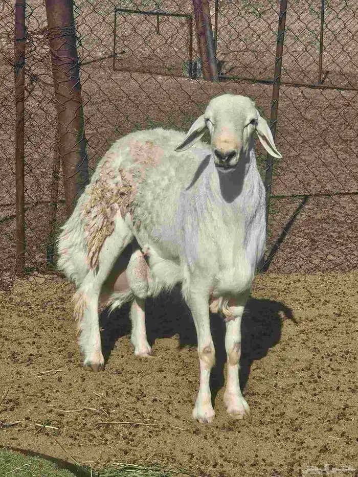 مشروع فحل 2