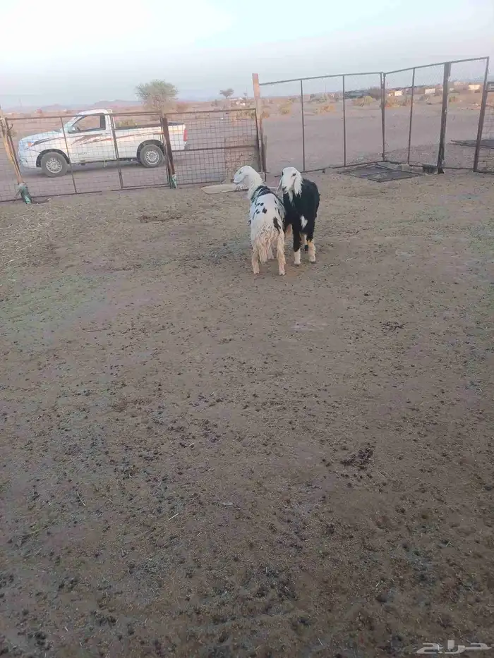 رخال جذعات حيل 0