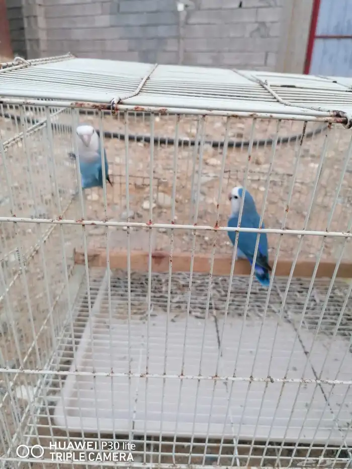 زوج منتج روز جميل اللون وحجمه كويس 0