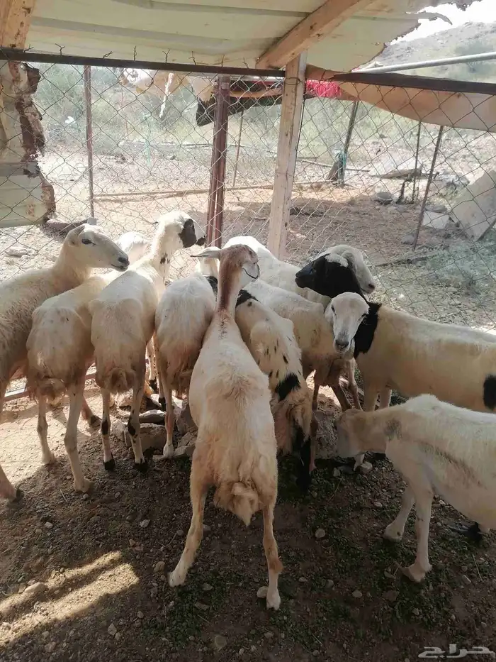 رخال للبيع 0
