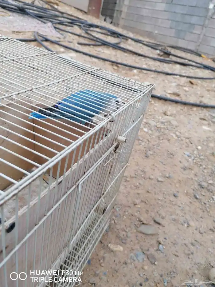 زوج منتج روز جميل اللون وحجمه كويس 7