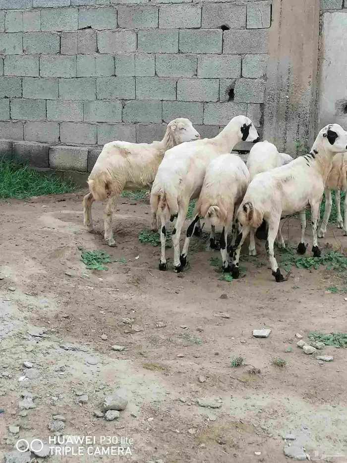 الضان منها 2 للبيع ملقوحه سنها رباع 5