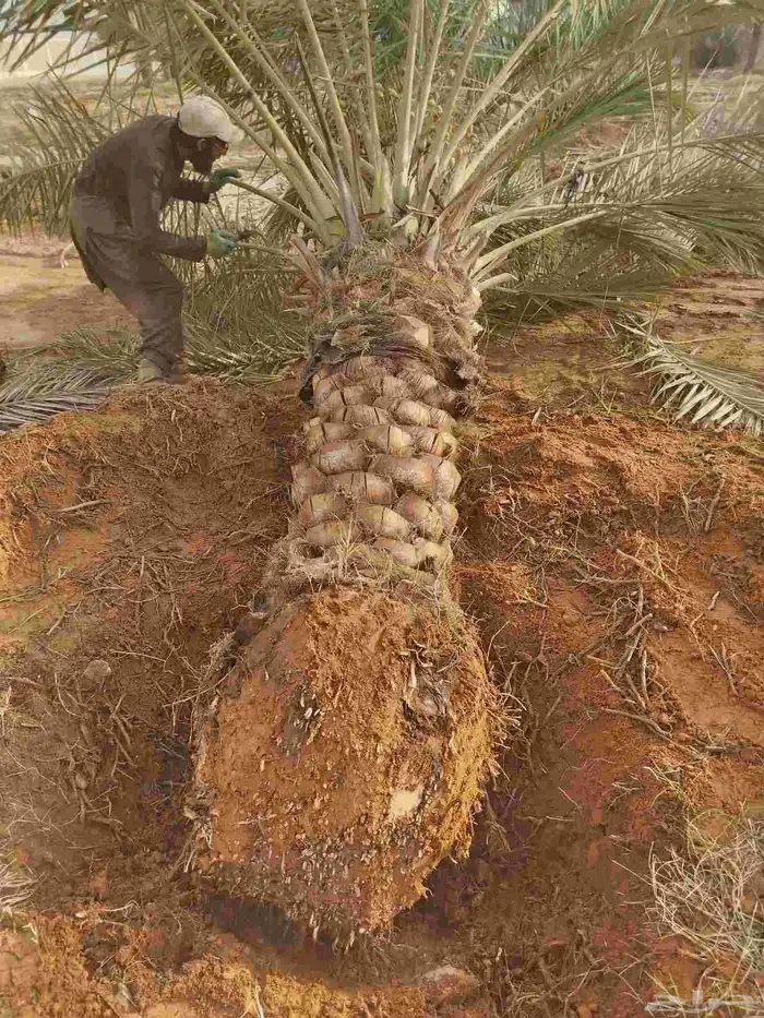 نخل للبيع جميع الأنواع مجدول صقعي 5