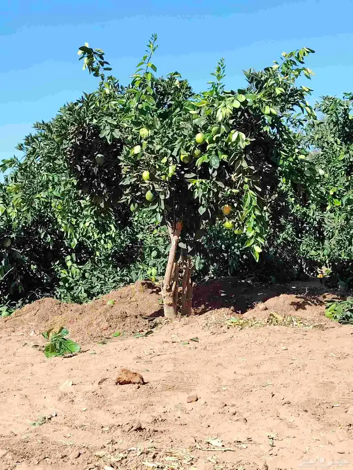 برتقال وليمون 0