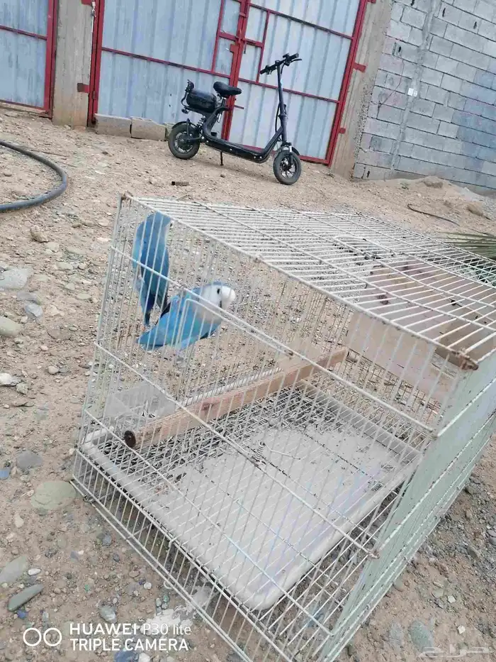 زوج منتج روز جميل اللون وحجمه كويس 2