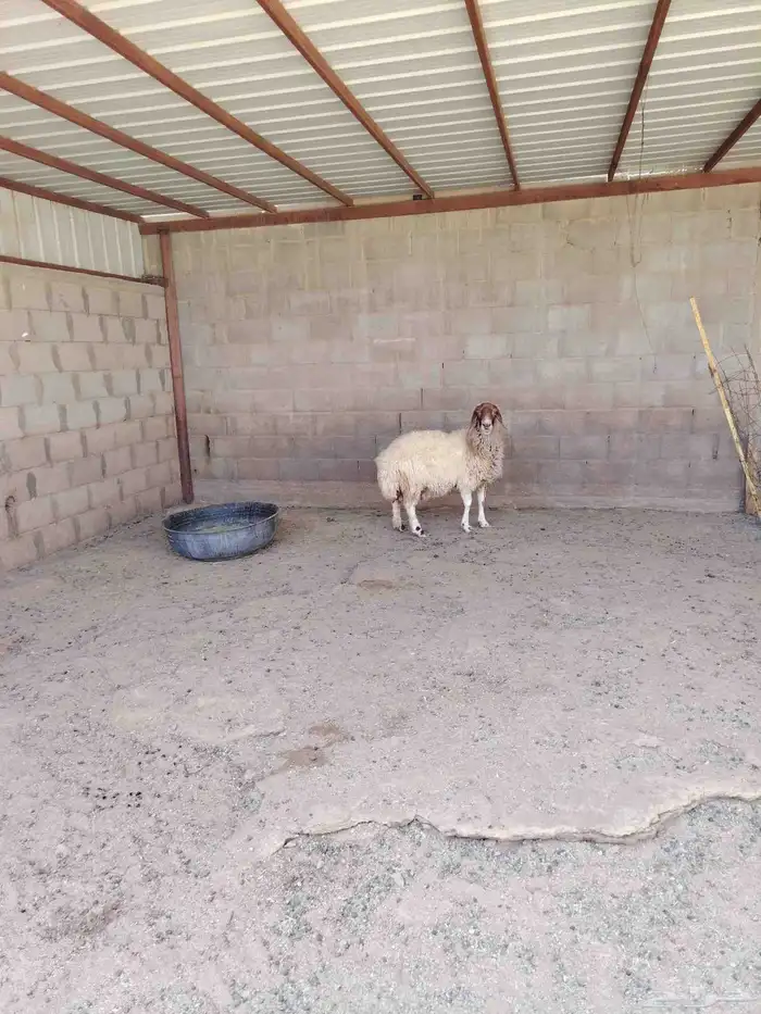 نعيميه دافع شرط فحص سونار 2