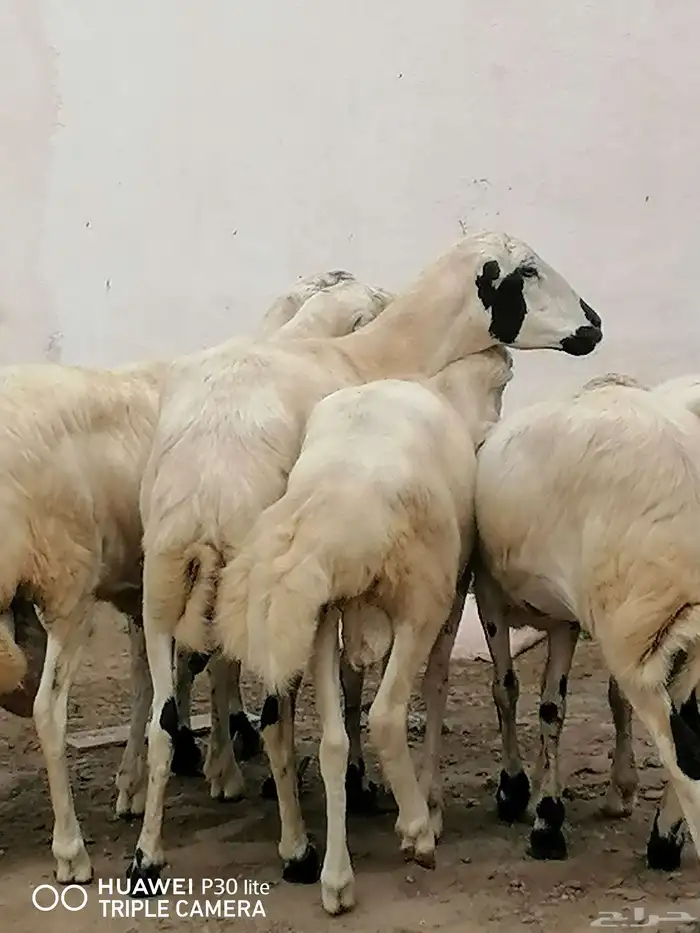 الضان منها 2 للبيع ملقوحه سنها رباع 4