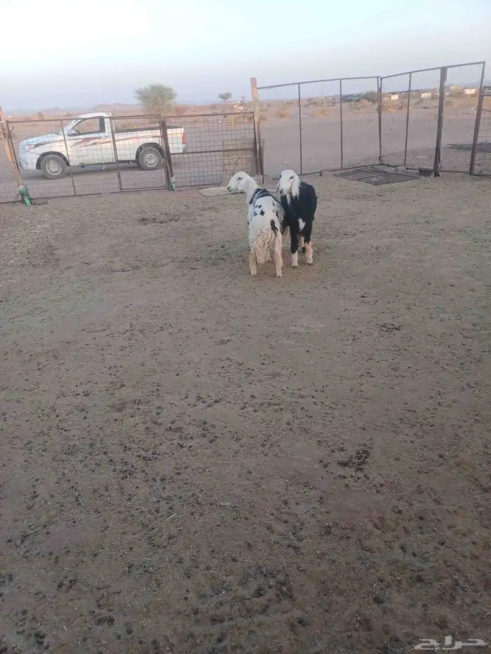 رخال جذعات حيل 2