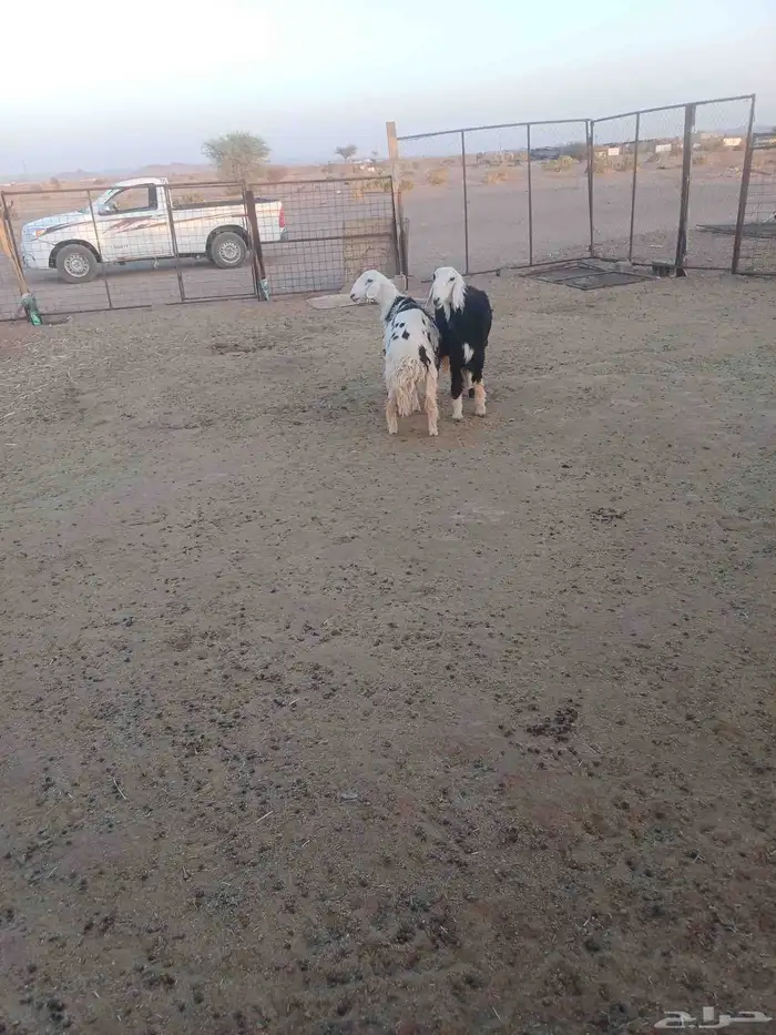 رخال جذعات حيل 5