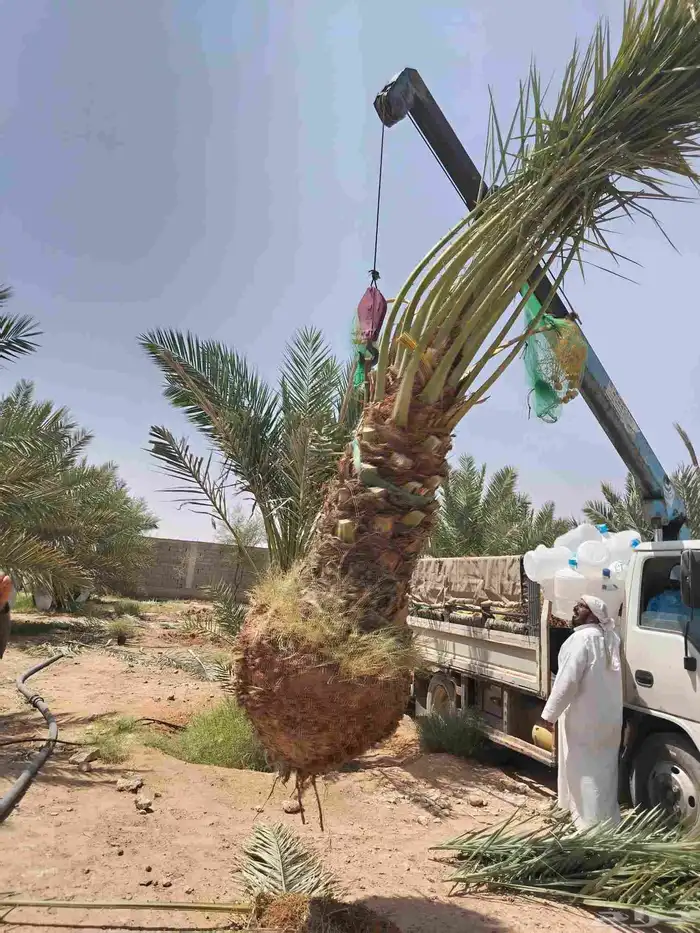 نخل للبيع جميع الأنواع مجدول صقعي 0