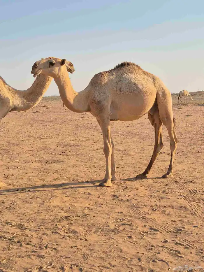 قعود للبيع 0