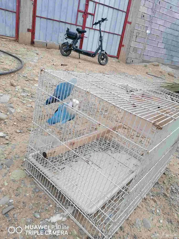 زوج منتج روز جميل اللون وحجمه كويس 6