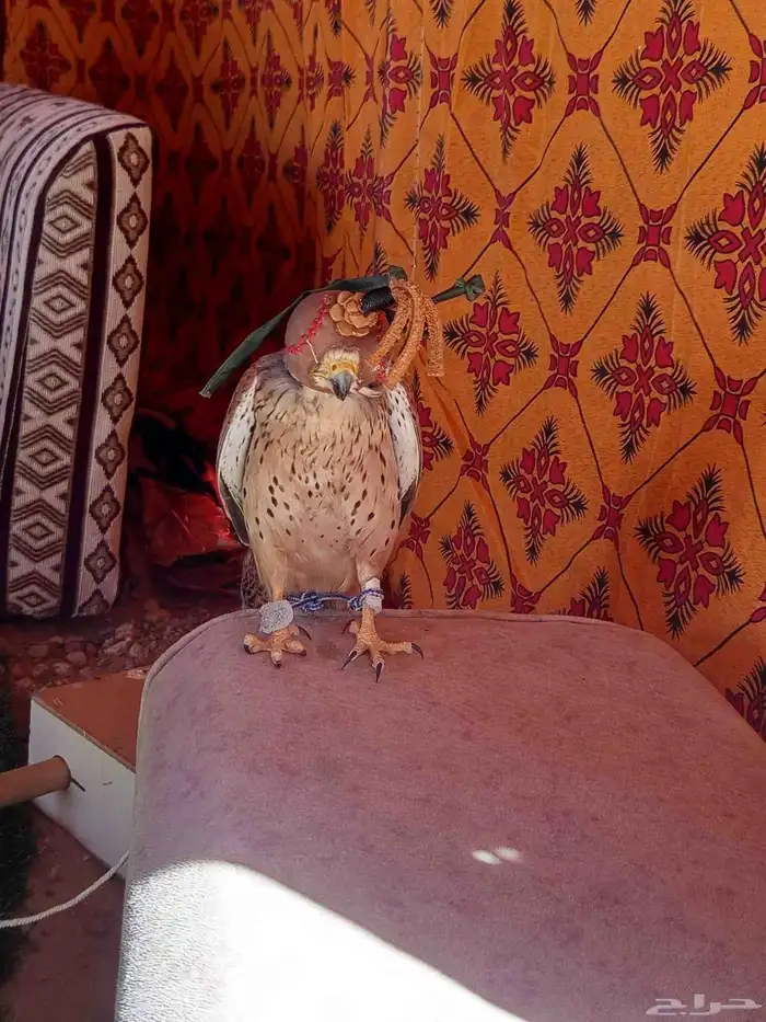 شبوط 1