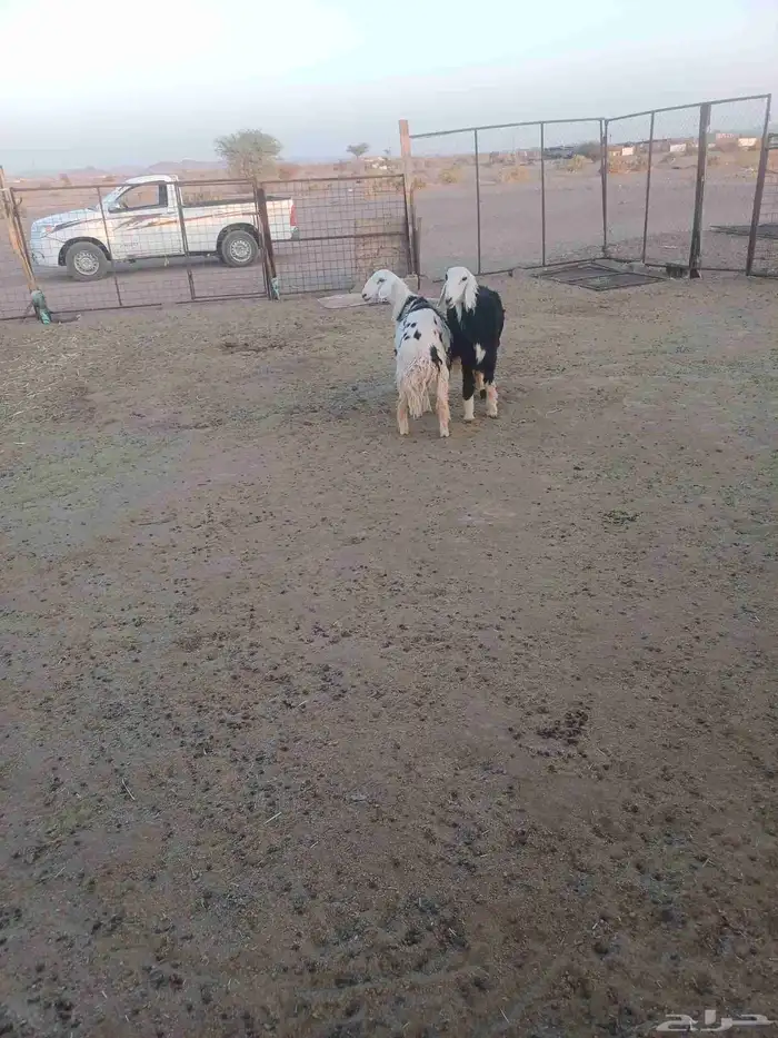 رخال جذعات حيل 1