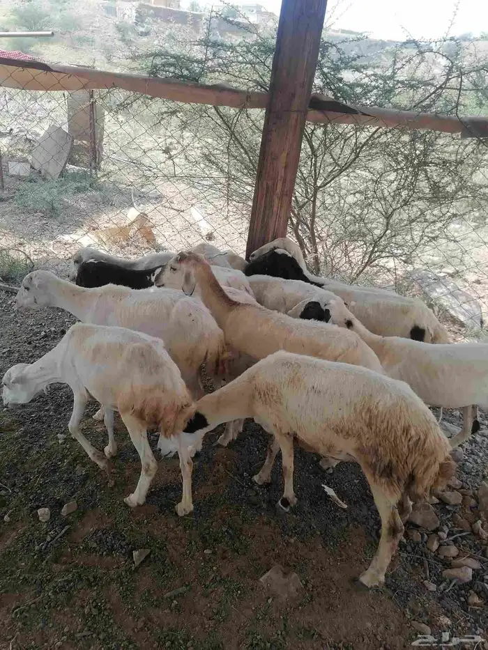رخال للبيع 1