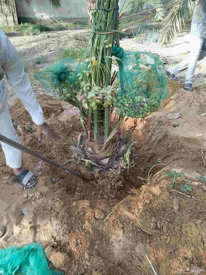 نخل للبيع جميع الأنواع مجدول صقعي 6