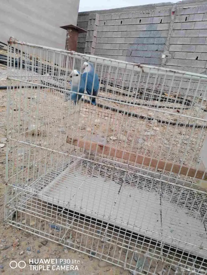 زوج منتج روز جميل اللون وحجمه كويس 4