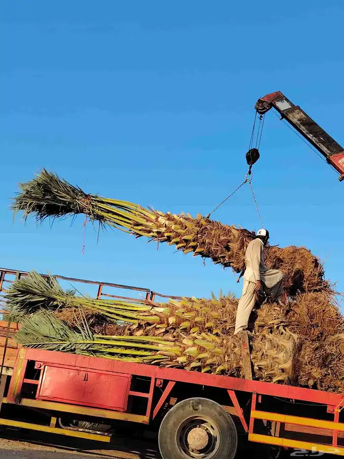 برتقال وليمون 4