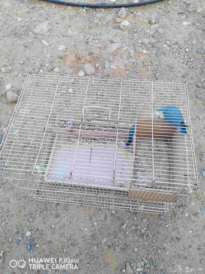 زوج منتج روز جميل اللون وحجمه كويس 9