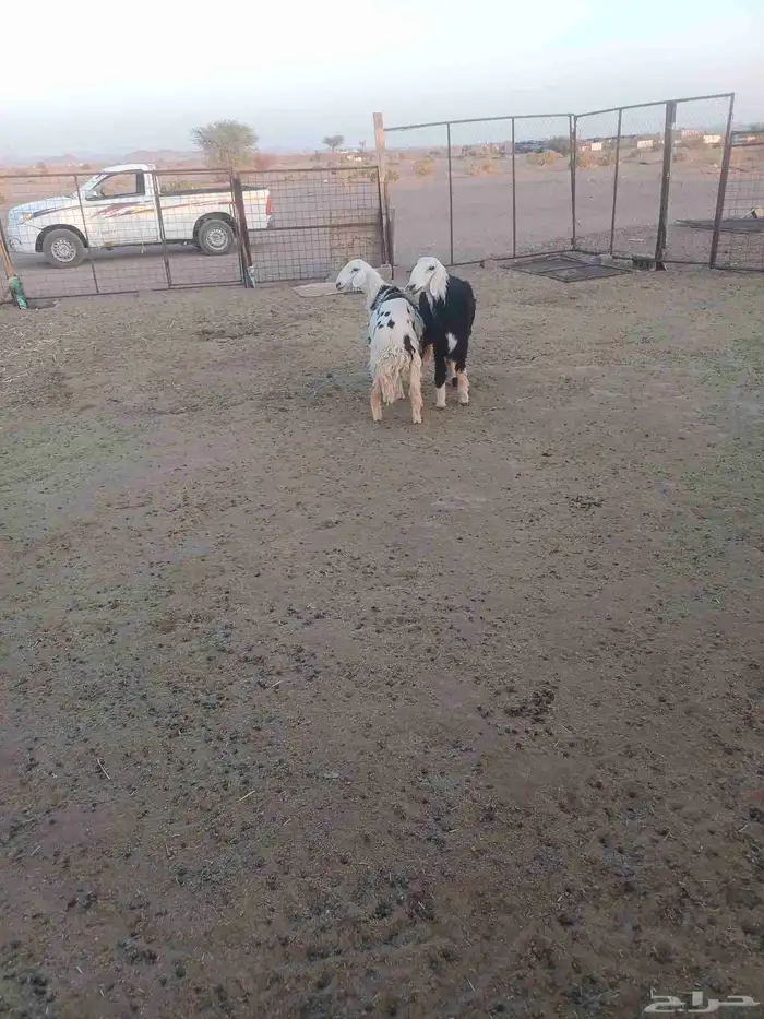رخال جذعات حيل 3