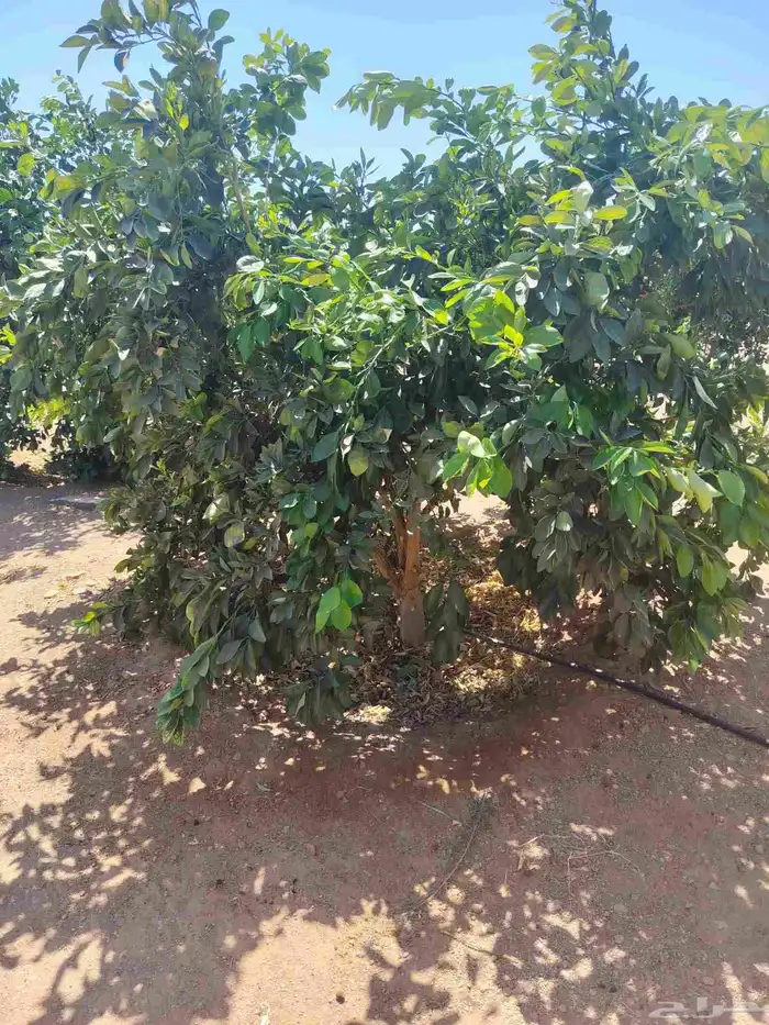 برتقال وليمون 6